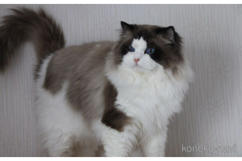 販売中のラグドールの親猫